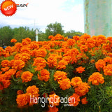 Loss Promotion!100 Pcs/Pack Orange Zinnia Seed Balcony Courtyard Flowers Po