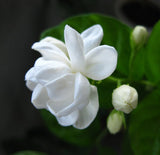 Jasmine flower seeds 50pcs/pack white jasmine Seeds, fragrant plant arabian