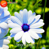 Big Sale!White Osteospermum Seeds Potted Flowering Plants Blue Daisy Flower