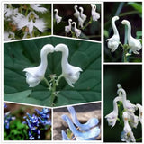 Hot Selling Home 100pcs Rare Swan Flowers Seeds Characteristics Flower seed