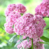 Bonsai Seeds Hydrangea Flower 50pcs/bag Vanilla Strawberry for Planting Flo