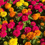 Dwarf zinnia flower seeds, zinnia mini 7colors mixed Bonsai potted flower