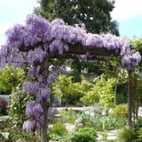 Wisteria seeds Outdoor plant seeds Bonsai Seeds wisteria purple flowers for