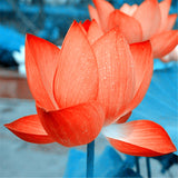 Flowers of lily hydroponic small water seeds mini lotus seeds Seeds of bons