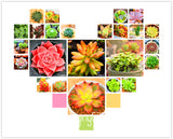 Best Selling!100pcs/Pack 99 Kinds to choose Lithops Seeds Succulents Seeds