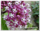 Flower seeds Potted plant seeds Pink Asclepias Milkweed / Butterfly Weed Fl