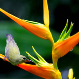 New Arrival!100 Indoor Potted Plant Flower Orange Strelitzia Reginae Bird O