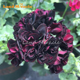 LAND MIRACLE 5PCS Rare Geranium Seeds Black Rose Pelargonium Perennial Flow