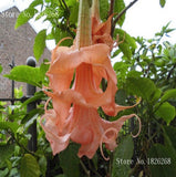 Mandala seeds Brugmansia datura seeds and rare flower seeds garden ornament