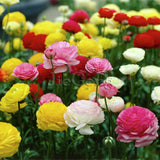Persian Buttercup Seed (Mixed Colour) (20 Seeds) * Ranunculus * Double Butt