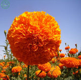 Marigold seeds bonsai flowers seeds Calendula Pot Marigold  Mix colors 50se