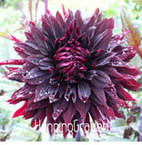 Sale!Rare Black with Red Dahlia Seeds Beautiful Perennial Flowers Seeds Dah