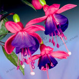 Big sale!100pcs/bag Fuchsia Hybrida seeds, lantern flowers seeds,bonsai pla