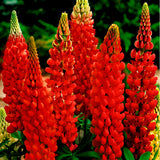 Big sale! Lupine seeds,authentic Colorful Lupine Flower Seeds,beautiful orn