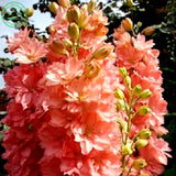 Bonsai seeds Forking Larkspur Salmon King (Delphinium consolida) Family gar