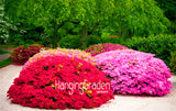 New Arrival! 100 Seeds A Bag Japanese azalea seeds,flower seeds tree seeds