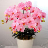 Flower seed Pink Phalaenopsis Seeds Potted Flowers Family garden Bonsai Fou