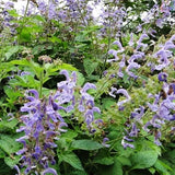 Salvia miltiorrhiza seeds Salvia miltiorrhiza potted flower seed   About 30