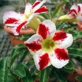 Desert Rose Seeds Balcony Potted Bonsai Plants Adenium Obesum Flower Seeds