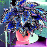 Bonsai coleus seeds foliage plants perfect color rainbow Dragon seeds Beaut