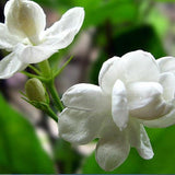 Flower seeds Free shipping 20 pieces white jasmine Seeds, fragrant plant ar