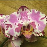 Direct Orquidea Orchid Phalaenopsis flower seed Orchard seeds semente 30 PC