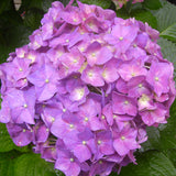 hydrangea flower seedling bonsai garden planting DIYgarden supplies flower