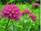 Flower seeds Bonsai seeds Asclepias purpurascens Purple Milkweed (Monarch H