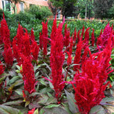 Flower seeds  Celosia Seeds, Cockscomb PND tail on seeds indoor plants flow