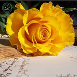 Rose Seeds Flower seeds  Each Color 50 Seeds  DIY Home Gardening Pot Balcon