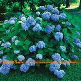 'Nikko Blue' Hydrangea Flower Seeds, 10 Seeds/Pack, Very Beautiful Long las