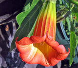 Large Red Angel's Trumpet Flower Seeds, Red Brugmansia Solanaceae  5  Flowe