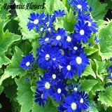 Free Shipping 50 Blue Daisy ,English Species ,Easiest Growing Flower, Hardy