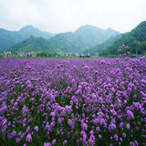 Willow Verbena seeds, wedding photography, landscaping, planting seasons co