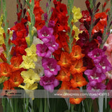 Heirloom New Variety Gladiolus Perennial Flower Seeds, Professional Pack, 5