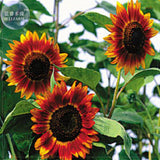 Evening Sun Sunflower, Professional Pack, 20 seeds, Tall Multiple Head Cut