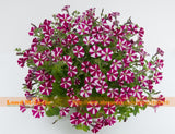 Cattleya Organic 'Five Stars' Purple Stripe Petunia Seeds, 50 Seeds/Pack, G