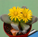 New Arrival!10Seed/Pack Aurora ball Cactus Seeds bonsai Succulent Plant rar