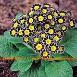 Very Rare Picotee Petunia Seeds, 50 Seeds/Pack, Bonsai Dwarf Petunia Flower
