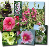 Bonsai seeds Hollyhock flower Mix Flower Seeds Perennial bonsai garden dec