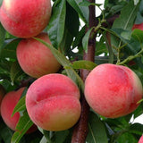 Free Shipping 2pcs Peach flower seed, home garden fruit tree seeds-in Bonsa