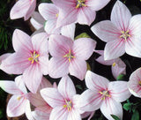 Flower seeds Pink platycodon grandiflorum six angle with bell garden decor