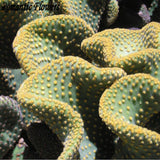 Rare: 100pcs / Package Potted Succulent Perennial Plant Seeds Of Rare , Pro