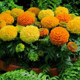 Flower Seeds Bonsai seeds substitutes Marigold Seeds   Antigua Orange   Gre