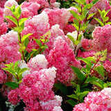 Hydrangea Vanilla Strawberry Flower Seeds 50pcs/bag for Planting Flower Bon