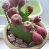 Rare Green Cactus with red flowers Prickly Pear Succulent Plants, 10 Seeds,