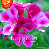 Hot Sale!20 PCS/Pack Rare Pink Butterfly Univalve Geranium Seeds Perennial