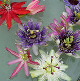 Fruit seeds Passion Flower Seeds Vine Colorful flowers Fruit Passiflora bon