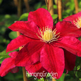 New Arrival!50 PCS/Lot Climbing plant Clematis Hybridas Seeds Home Garden B