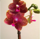 Flower seeds potted Compact Phalaenopsis Orchid seeds In Bloom WAXY flowers